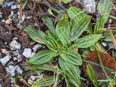 Plantago lanceolata