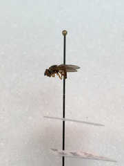 Platycheirus