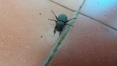 Scotobius pilularius