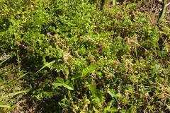 Macroptilium atropurpureum