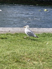 Larus argentatus
