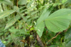 Platystele rhinocera