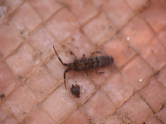 Orchesella villosa