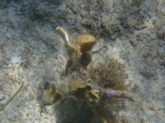 Millepora complanata