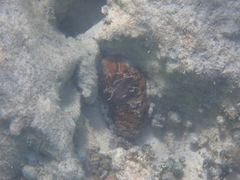 Holothuria mexicana