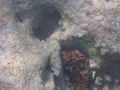 Holothuria mexicana