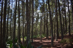 Pinus occidentalis