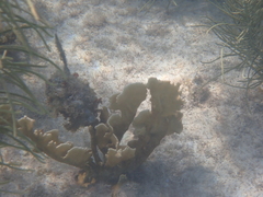 Millepora complanata
