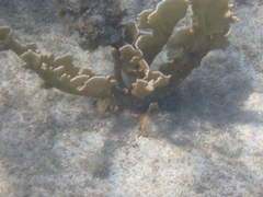Millepora complanata