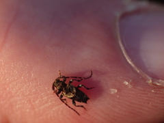 Pogonocherus hispidus