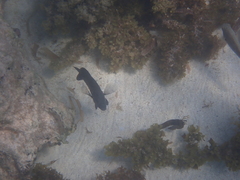 Hypoplectrus nigricans