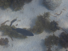 Hypoplectrus nigricans