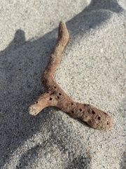 Amphimedon compressa