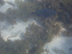 Hypoplectrus nigricans