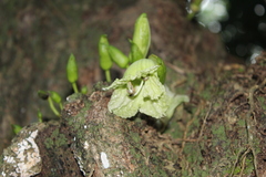 Parmentiera aculeata