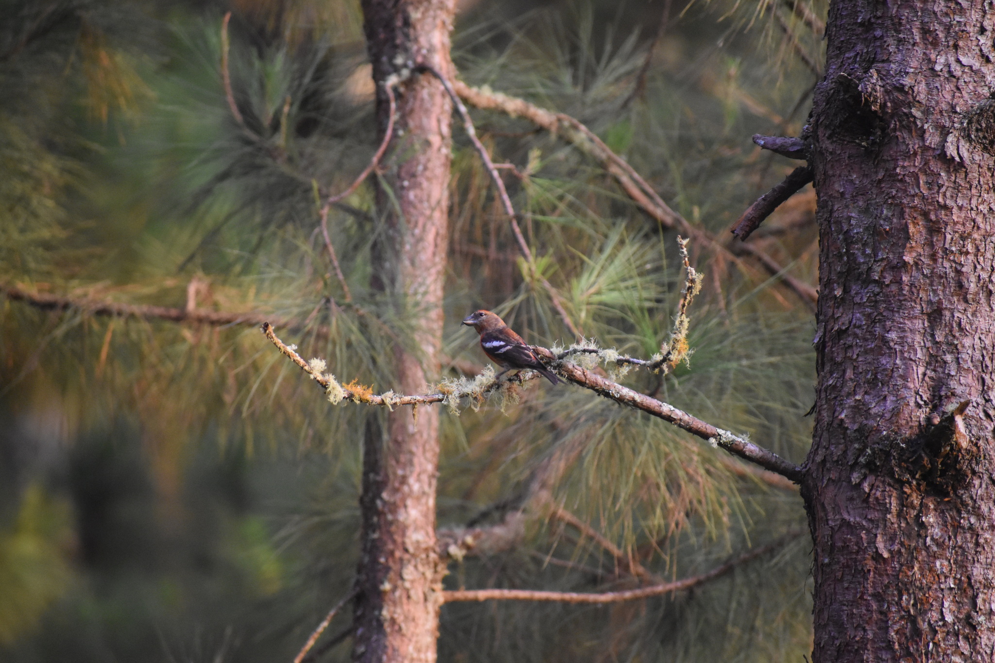 Hispaniolan Crossbill (Loxia megaplaga), photo 6