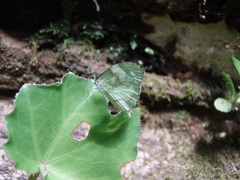 Dismorphia zathoe pallidula