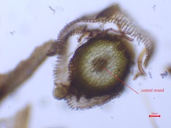 Syntrichia montana montana