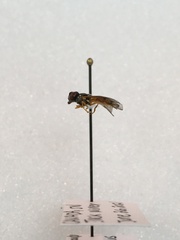 Platycheirus