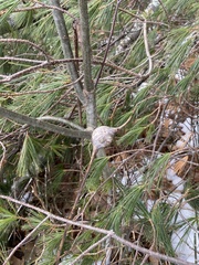 Rabdophaga strobiloides