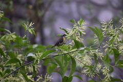 Coereba flaveola bananivora