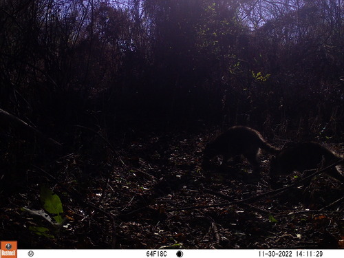 Common Raccoon photographed in Mississippi
