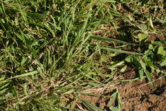 Eragrostis amabilis
