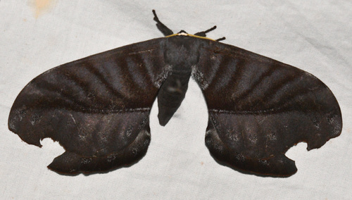 Paradaemonia mayi