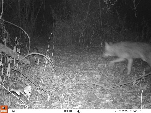 Coyote photographed in Mississippi
