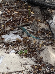 Cnemidophorus arubensis