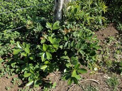 Psidium cattleyanum