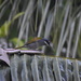 Gray-crowned Palm-Tanager - Photo no rights reserved