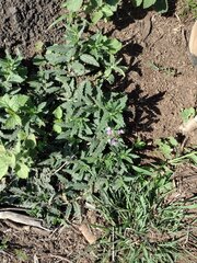 Heliotropium amplexicaule