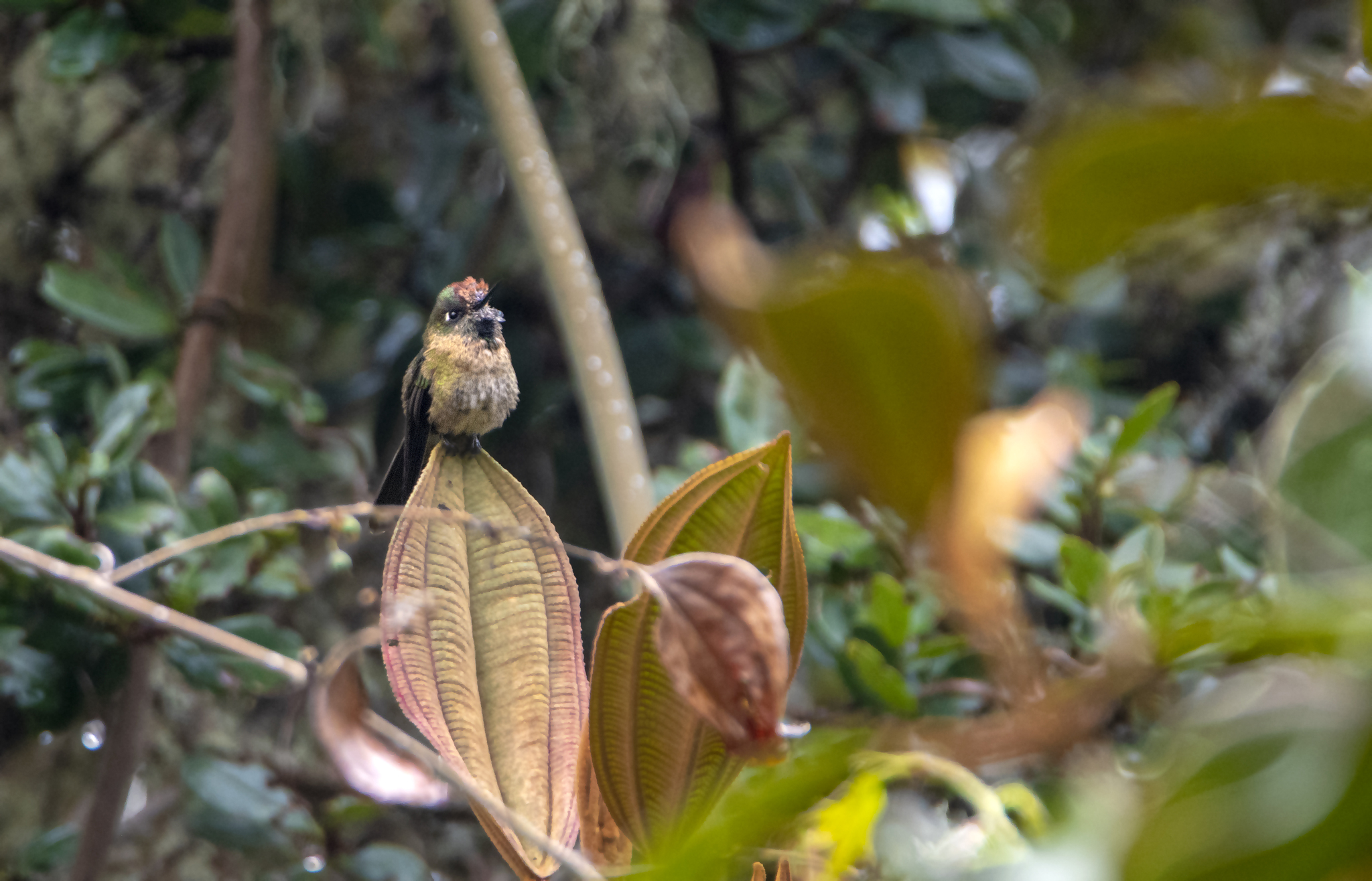 Rufous-capped Thornbill (Chalcostigma ruficeps), photo 6