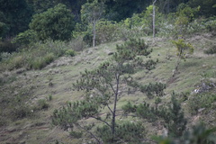 Pinus occidentalis