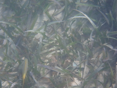 Ocyurus chrysurus