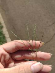 Digitaria violascens