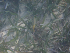 Ocyurus chrysurus