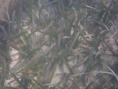 Ocyurus chrysurus
