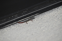 Sphaerodactylus elegans