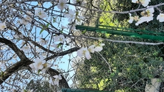 Prunus amygdalus