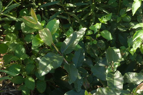 Psidium guajava observed 2022-12-29