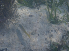 Ocyurus chrysurus