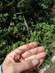 Bothriochloa bladhii