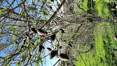 Prunus amygdalus