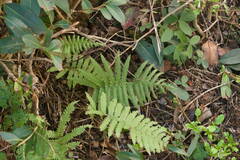 Christella parasitica