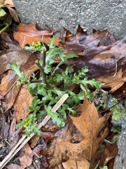 Senecio vulgaris
