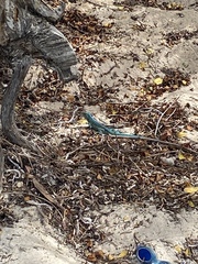 Cnemidophorus arubensis