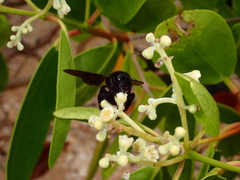Xylocopa darwini