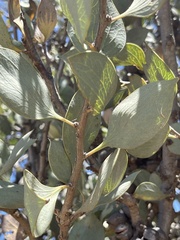 Hakea petiolaris
